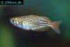 Dwarf rainbowfish, picture 3