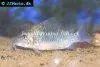 Emerald catfish, picture 3