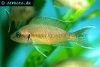 Fairy cichlid