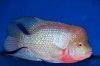 Flowerhorn