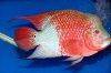 Flowerhorn