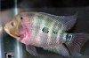 Flowerhorn