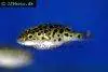 Green pufferfish