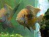 Green terror cichlid