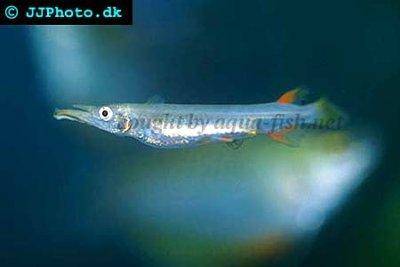 Halfbeak - Dermogenys pusilla