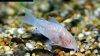 Iridescent corydoras, picture 3