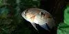 Keyhole cichlid