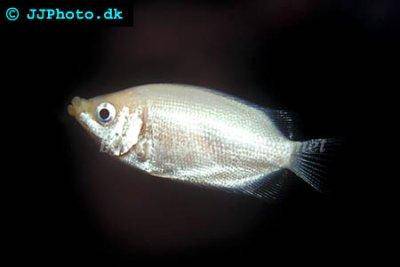 Kissing gourami - Helostoma temminckii