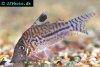 Leopard cory, picture 2