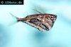 Marbled hatchetfish, picture 2