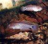 Peacock gudgeon