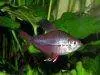 Rosy tetra