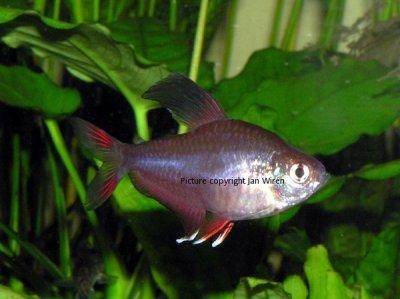 Rosy tetra - Hyphessobrycon rosaceus