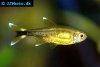 Silver tipped tetra, picture 3