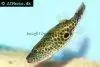Thai puffer, picture 1
