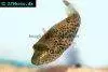 Thai puffer, picture 4
