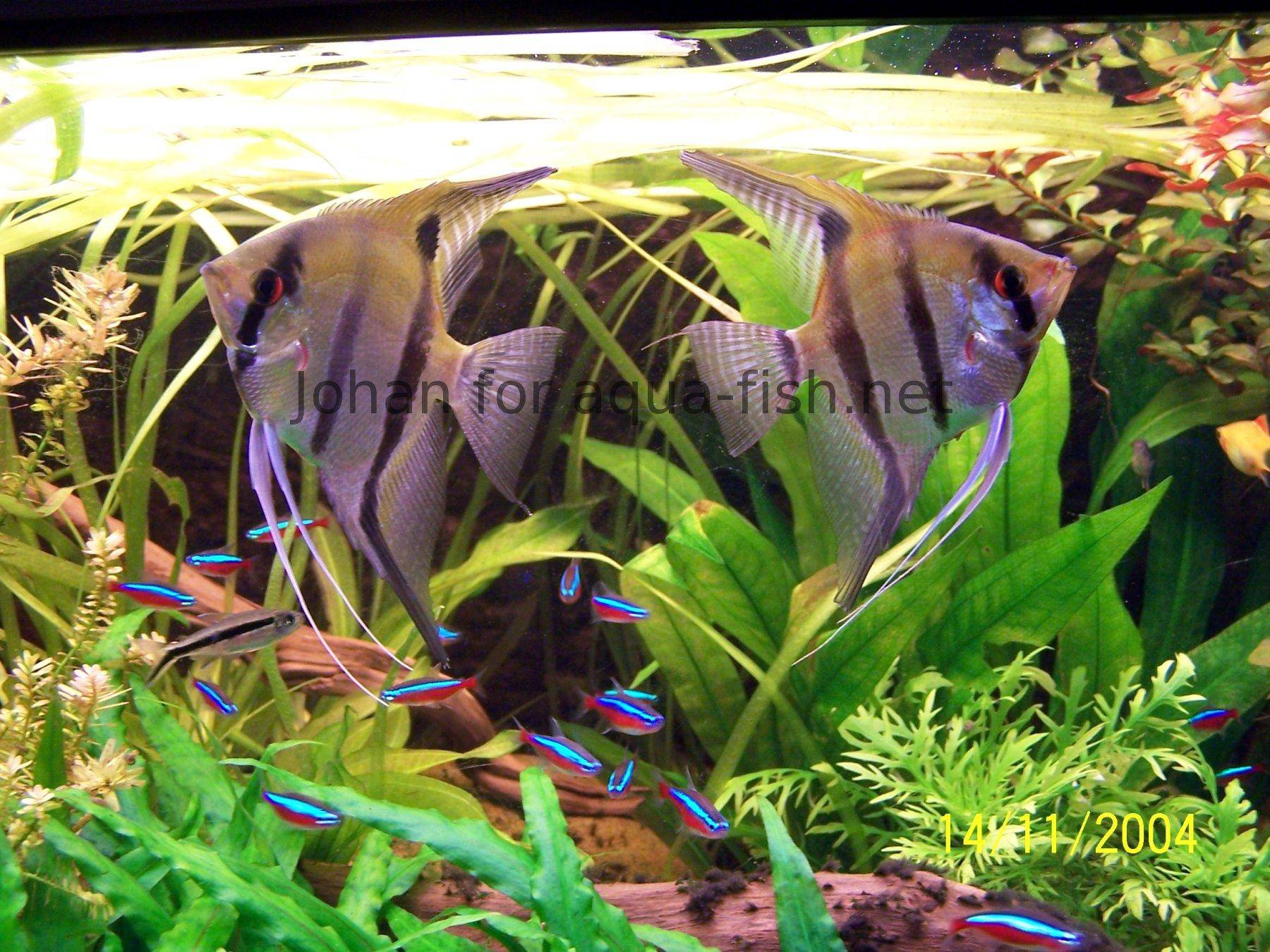 Freshwater Angelfish - A guide and forums on care