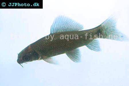 Black Sharkminnow - Labeo chrysophekadion Fish Profile & Care Guide