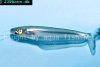Blue sheatfish picture 4