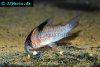 Bluespotted corydoras picture 1