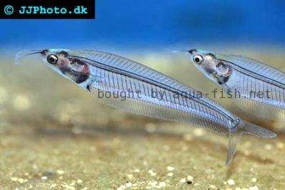 Ghost catfish - Kryptopterus minor