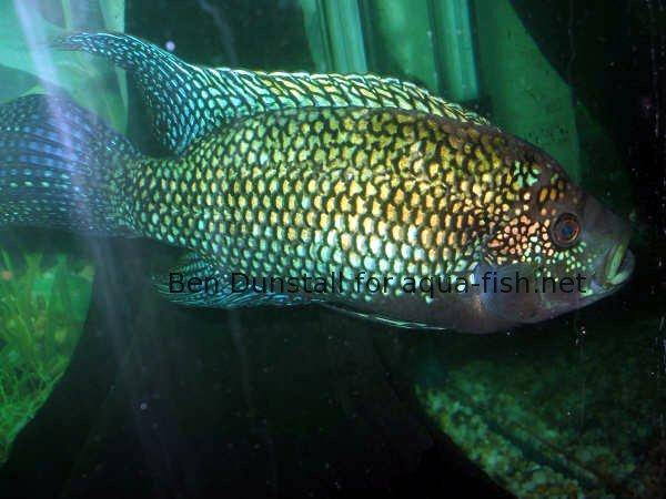 Jack dempsey cichlid care hotsell