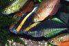 Lake kutubu rainbowfish, picture 4