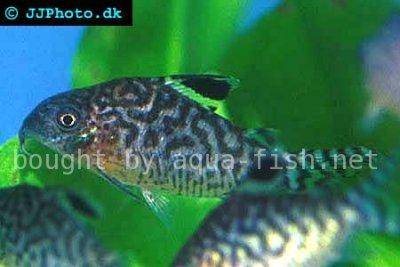 Reticulated corydoras - Corydoras reticulatus