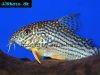 Corydoras sterbai picture 10