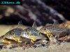 Corydoras sterbai picture 13