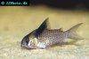 Bluespotted corydoras picture 2