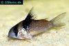 Bluespotted corydoras picture 3