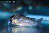 Bluespotted corydoras picture 4