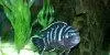 Demason’s cichlid picture 2
