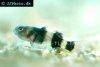 Goldenbanded goby picture 1