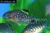 Reticulated corydoras, picture 1