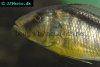 Yellow lepturus cichlid picture 2