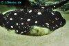 Yellowspotted river stingray picture 1