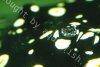 Yellowspotted river stingray picture 5