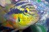 Yellow belly cichlid, picture 4