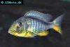 Yellow lepturus cichlid picture 4