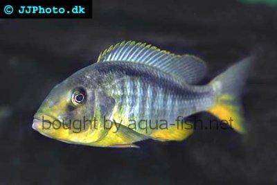 Yellow lepturus cichlid - Buccochromis rhoadesii