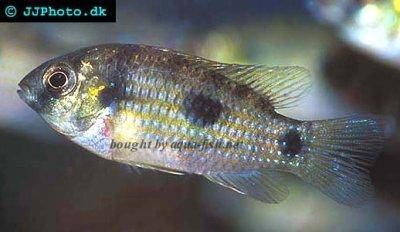 African butterfly cichlid - Anomalochromis thomasi