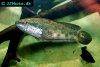 African snakehead, picture 1