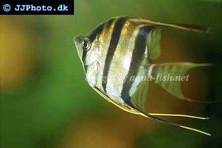 Altum angelfish picture