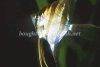 Altum angelfish, picture 3