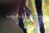 Altum angelfish, picture 9