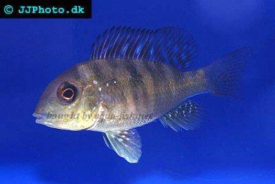 Argentine humphead - Gymnogeophagus balzanii