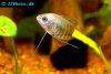 Banded gourami, picture 2