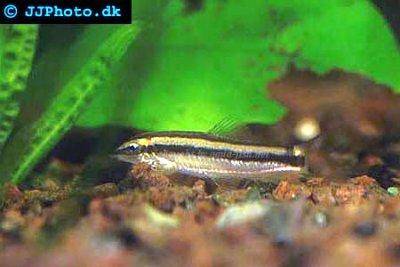 Black-lined loach - Yasuhikotakia nigrolineata